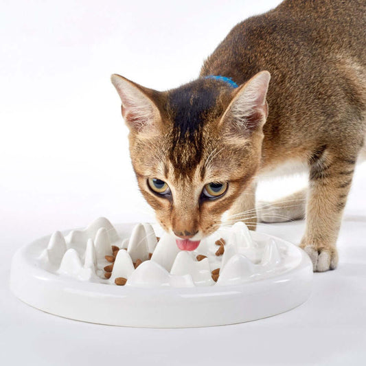 droppzza-slow-food-bowl-ceramic-cat-bowl